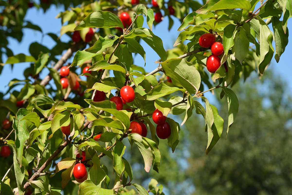 A close up horizontal image of the berries and foliage of a cornelian cherry dogwood tree pictured on a blue sky background.
