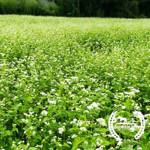 A square image of buckwheat growing as a cover crop.