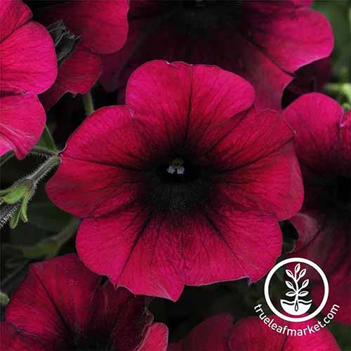 A close up of Easy Wave 'Burgundy Velour' flowers pictured on a soft focus background. A white circular logo with text is in the bottom right of the frame.