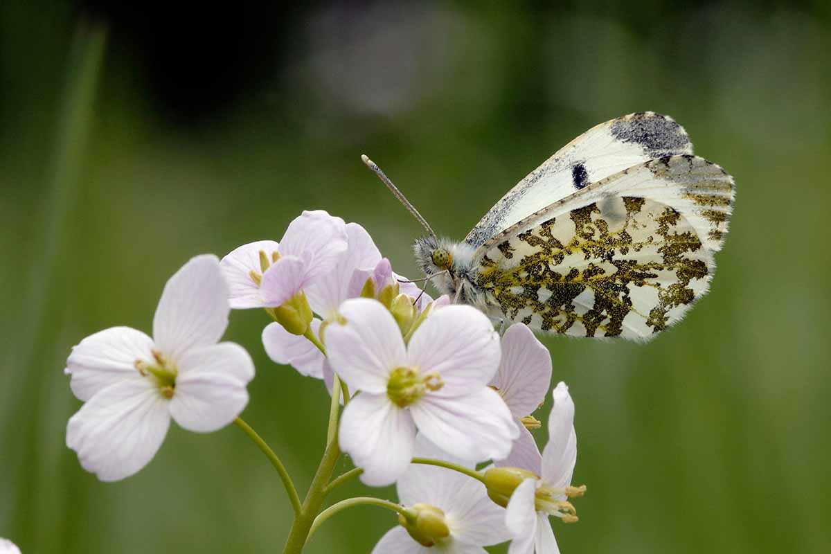 A close up of a butterfly feeding from a cuckoo flower (Cardamine) pictured on a soft focus background.