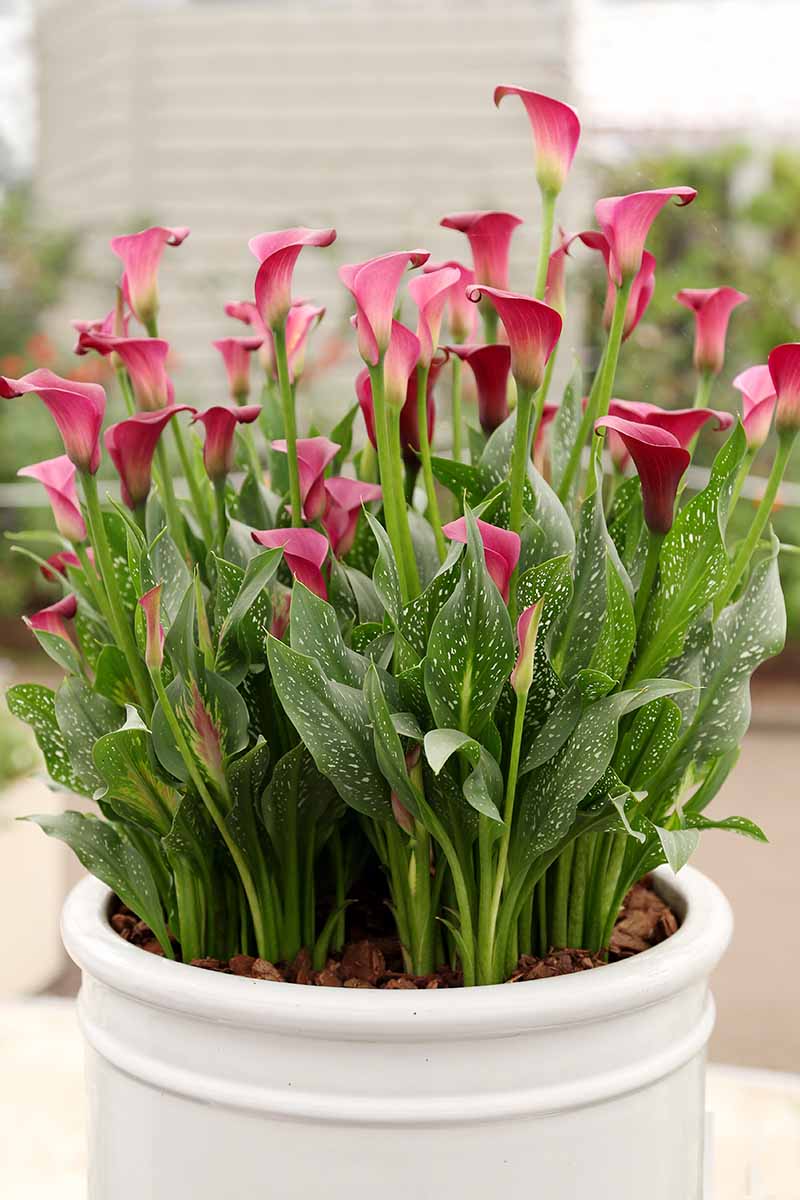 A close up vertical image fo pink calla lilies with variegated foliage growing in a white ceramic pot.