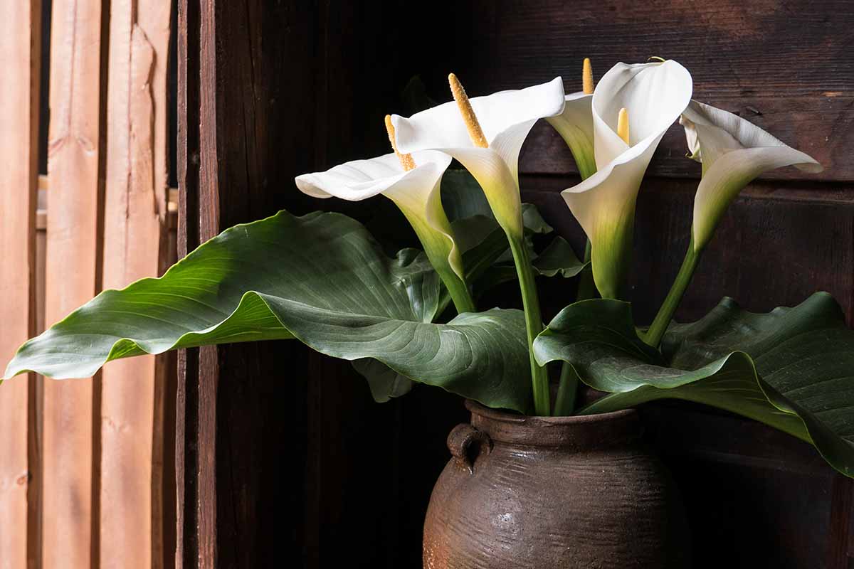 A close up horizontal image of cut stems of calla lilies placed in an antique-style decorative urn by a wooden wall and window.