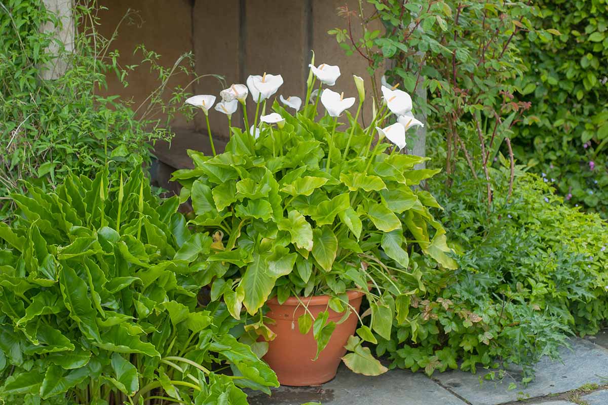 A horizontal image of white calla lilies growing in a terra cotta pot outdoors in a garden border.
