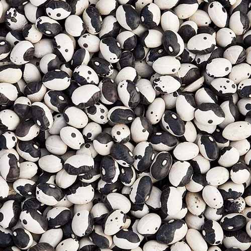 A close up square image of a pile of black and white 'Calypso' cowpeas.