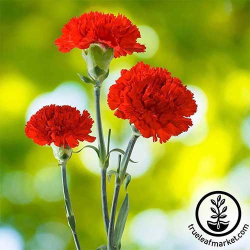 A close up square image of bright red 'CanCan Scarlet' flowers pictured on a soft focus background. To the bottom right of the frame is a black circular logo with text.