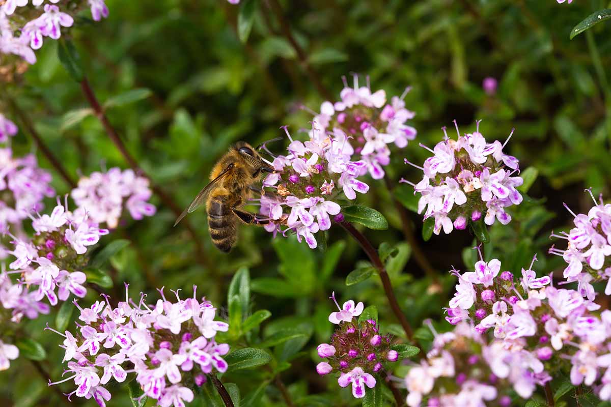 A close up horizontal image of a bee feeding from the purple flowers of Thymus herba-barona.