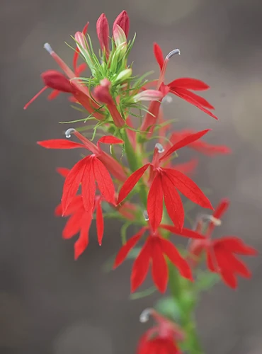 A close up of a bright red cardinal flower pictured on a soft focus background.