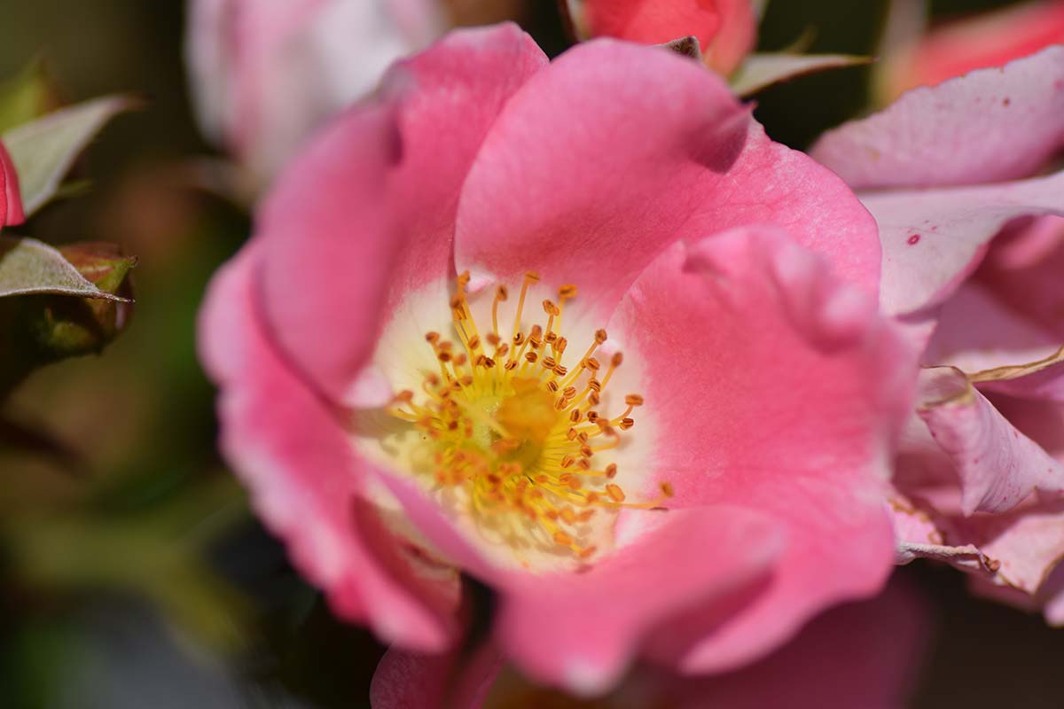 A horizontal image of 'Carefree Delight' roses growing in the garden pictured on a soft focus background.