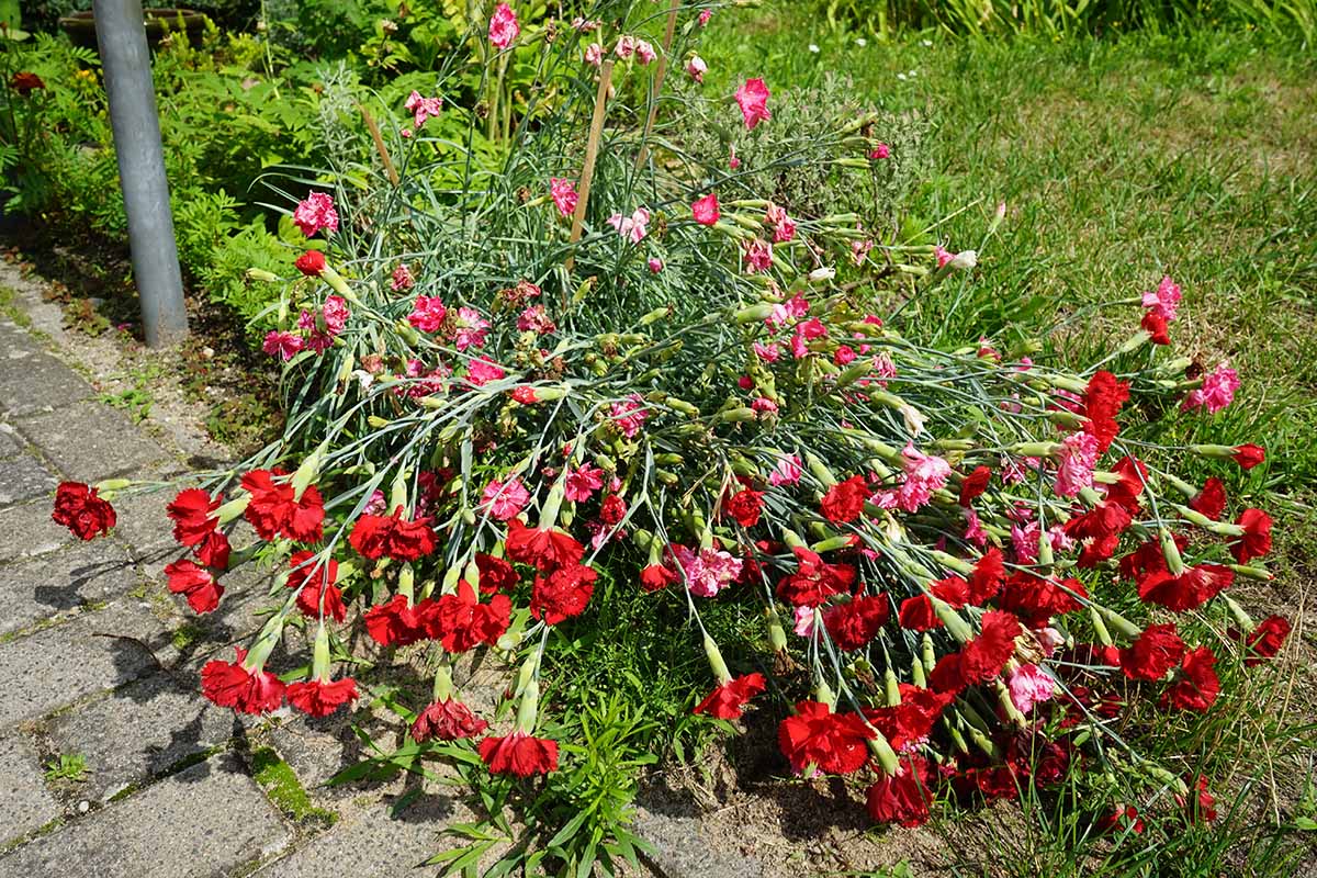 A close up horizontal image of carnations growing in the garden that have flopped over from lack of support.