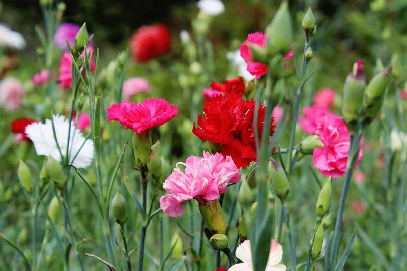 A close up horizontal image of pink, red and white Dianthus caryophyllus growing in a meadow.
