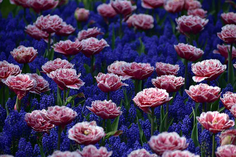 A close up horizontal image of pink carnations (Dianthus caryophyllus) growing with grape hyacinths in the garden.