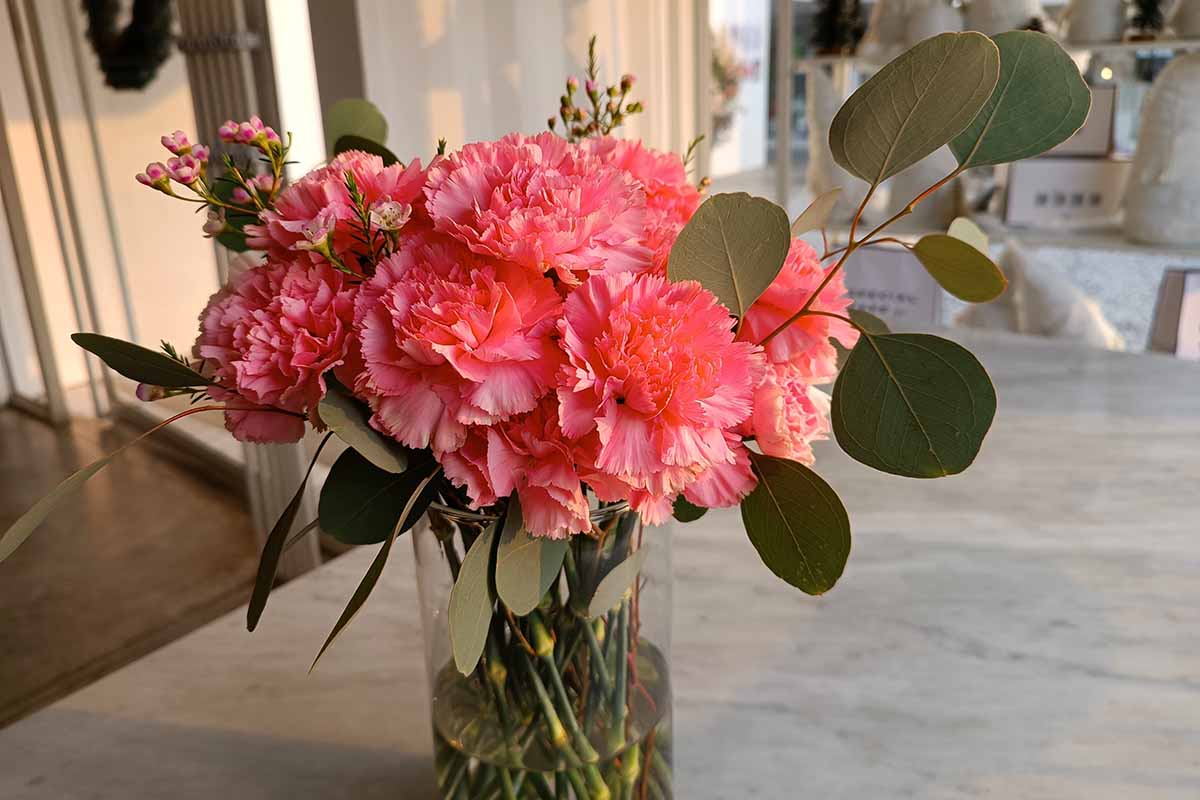 A close up horizontal image of a bouquet of carnations (Dianthus caryophyllus) in a glass vase set on a table indoors.