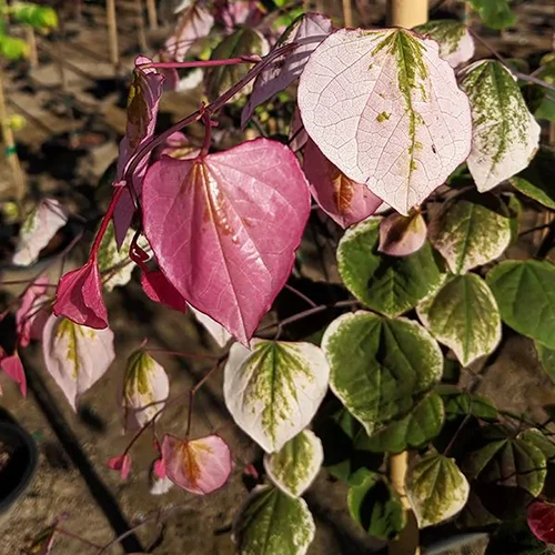 A close up square image of the variegated fall foliage of 'Carolina Sweetheart' redbud pictured in light sunshine.