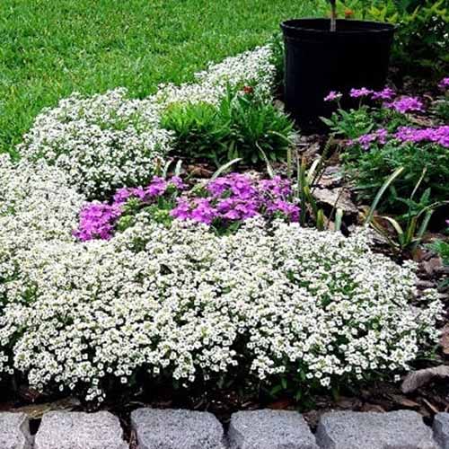 A square image of 'Carpet of Snow' sweet alyssum growing in a garden border flanked by stones.