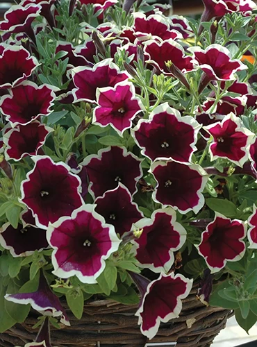 A close up of Cascadia 'Rim Magenta' petunias growing in a wicker hanging basket.