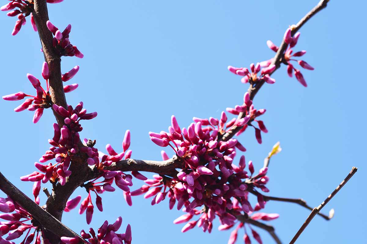 A close up horizontal image of the pink flowers of Cercis 'Cascading Hearts' pictured on a blue sky background.