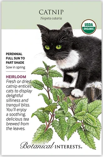 A seed packet with a picture of a cat on the right, looking at the catnip growing in the garden, and descriptive text to the left.