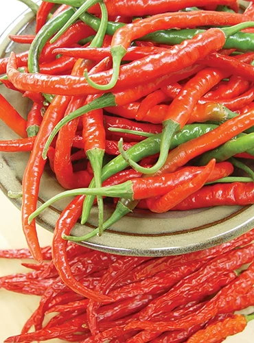 A close up of a large haul of cayenne peppers in a ceramic bowl.
