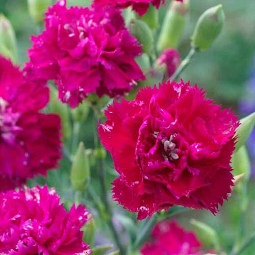 A close up square image of bright red 'Chabaud Magenta' flowers pictured on a soft focus background.