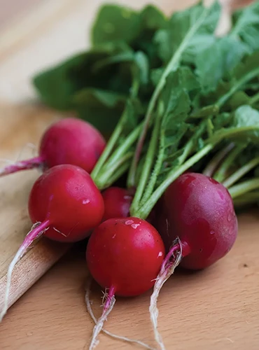 A close up of freshly harvested and cleaned 'Cherry Belle' radishes set on a wooden surface.