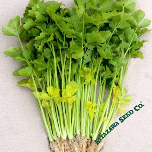 A close up of freshly harvested Chinese celery set on a wooden table.