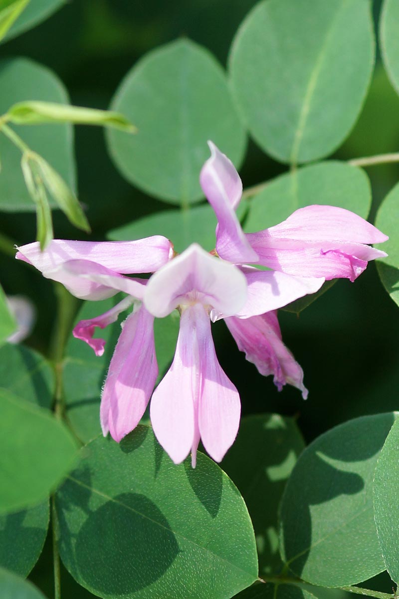 A close up vertical image of the light pink flowers and green foliage of Chinese indigo, pictured in bright sunshine.