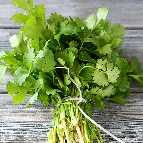 A square image of a freshly harvested bunch of cilantro set on a wooden surface with the stems tied together with string.
