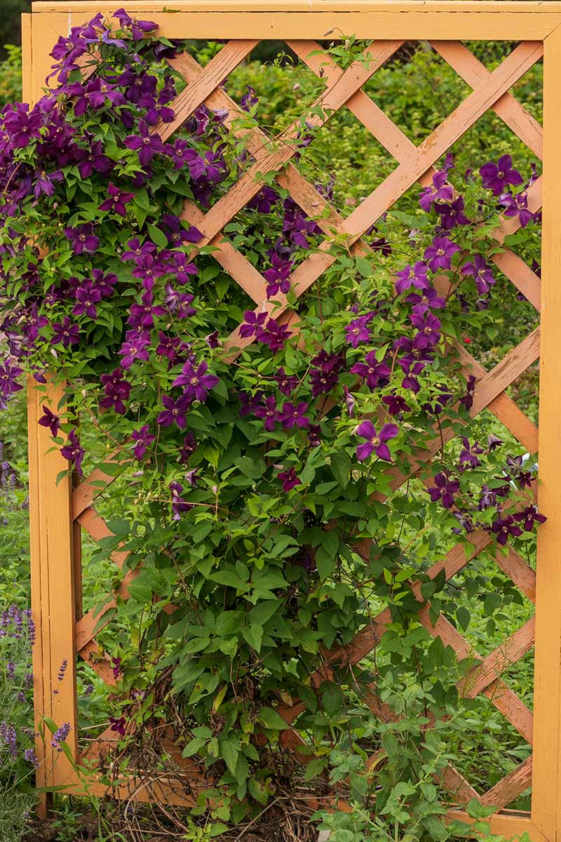 A close up vertical image of a clematis vine growing up a wooden trellis in the garden.
