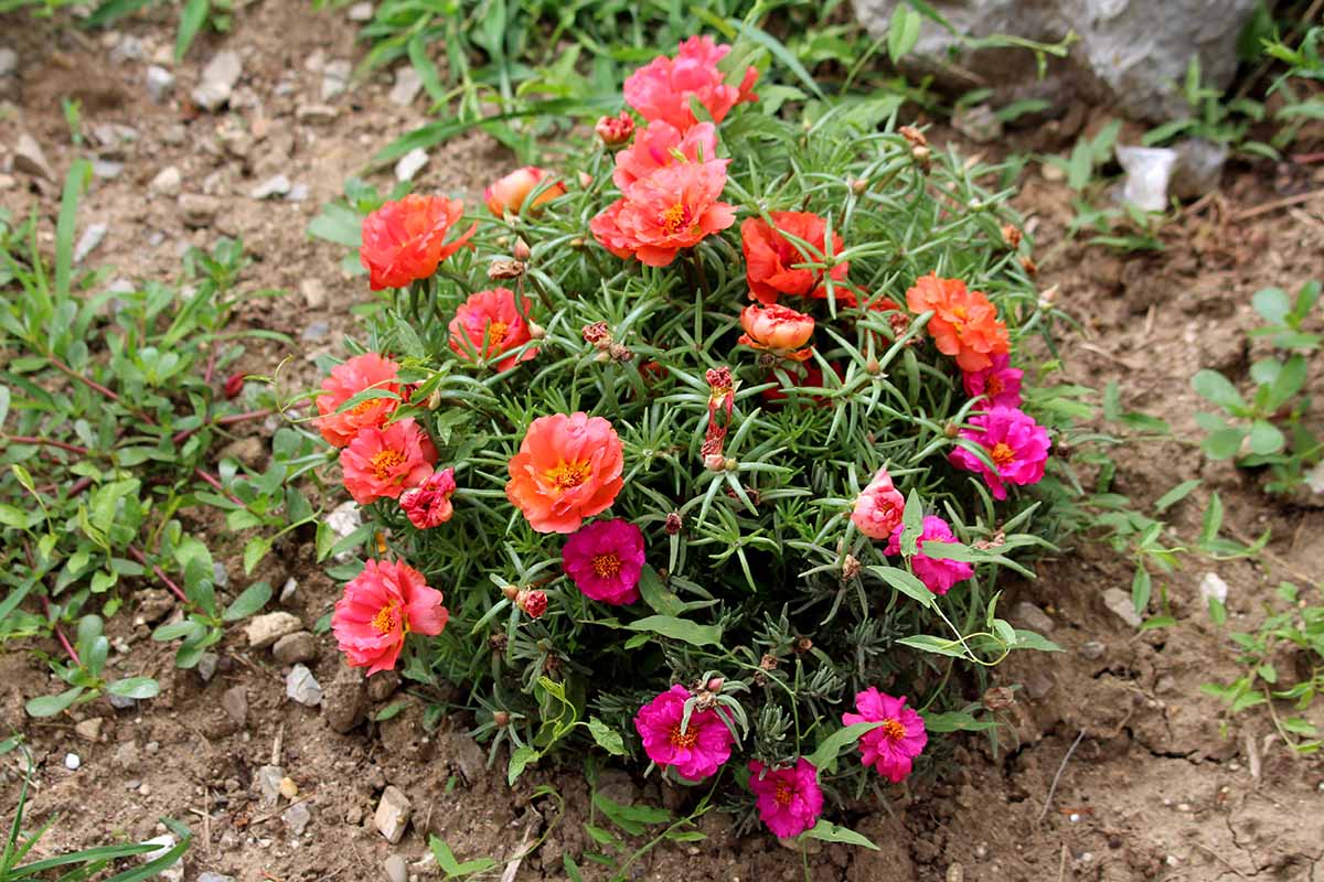 A close up horizontal image of a clump of Portulaca grandiflora with pink and orange flowers growing in a garden border.