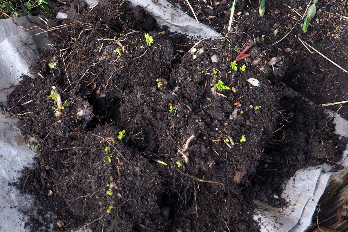A horizontal image of clumps of newly divided garden phlox plants.