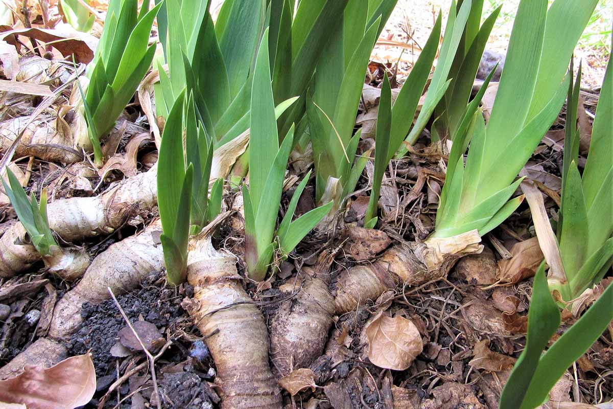 A close up horizontal image of a clump of iris rhizomes in the garden.