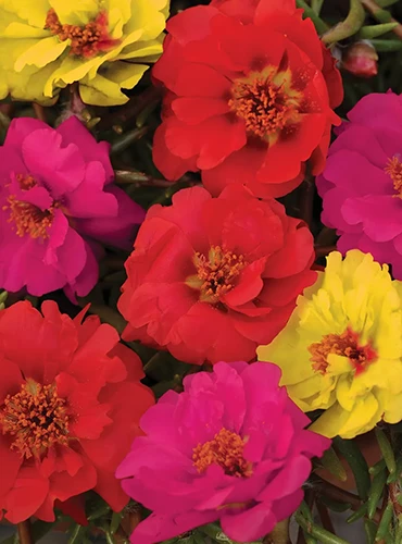 A close up of Portulaca grandiflora flowers in a variety of colors.