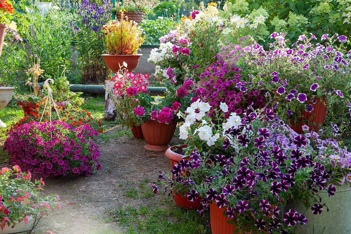 A horizontal image of a container garden filled with colorful flowers.