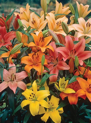 A close up of colorful lilies growing in the garden in full bloom.