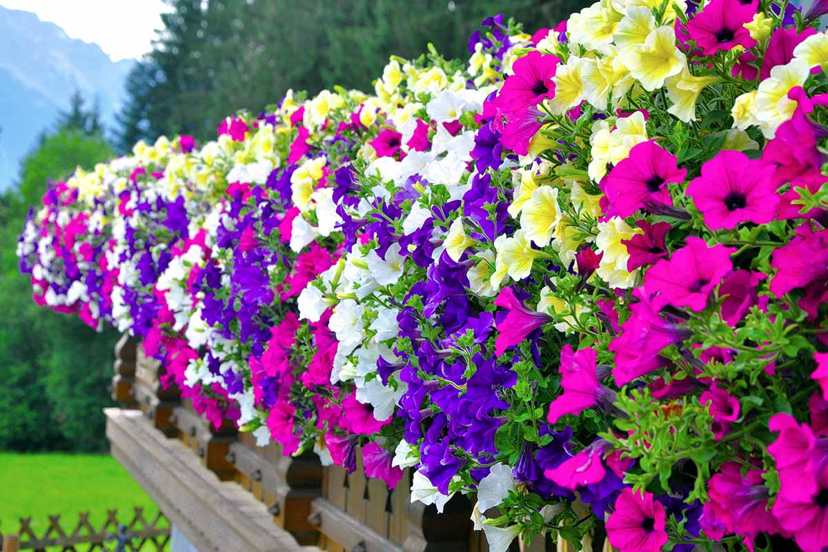 A horizontal image of colorful petunias growing in window boxes on the balcony of an alpine chalet.