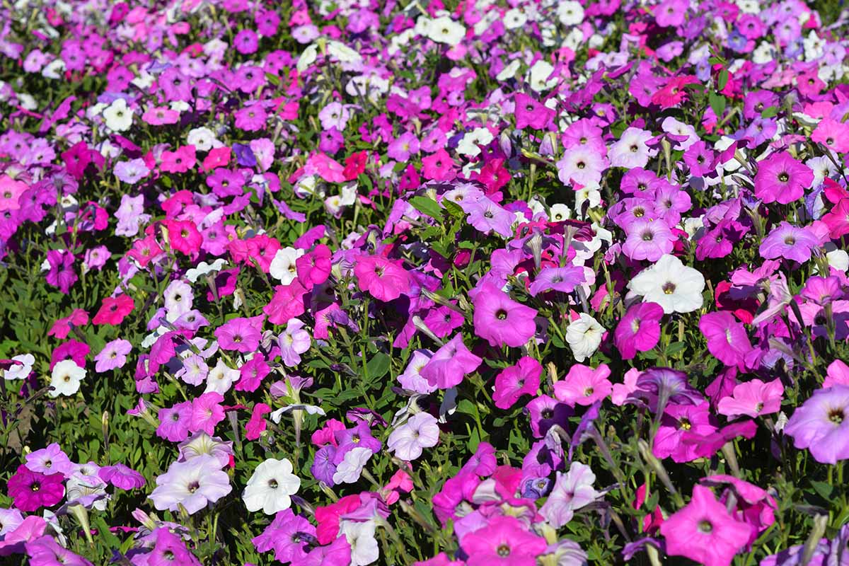 A close up horizontal image of pink, purple, and white petunias mass planted in the garden.