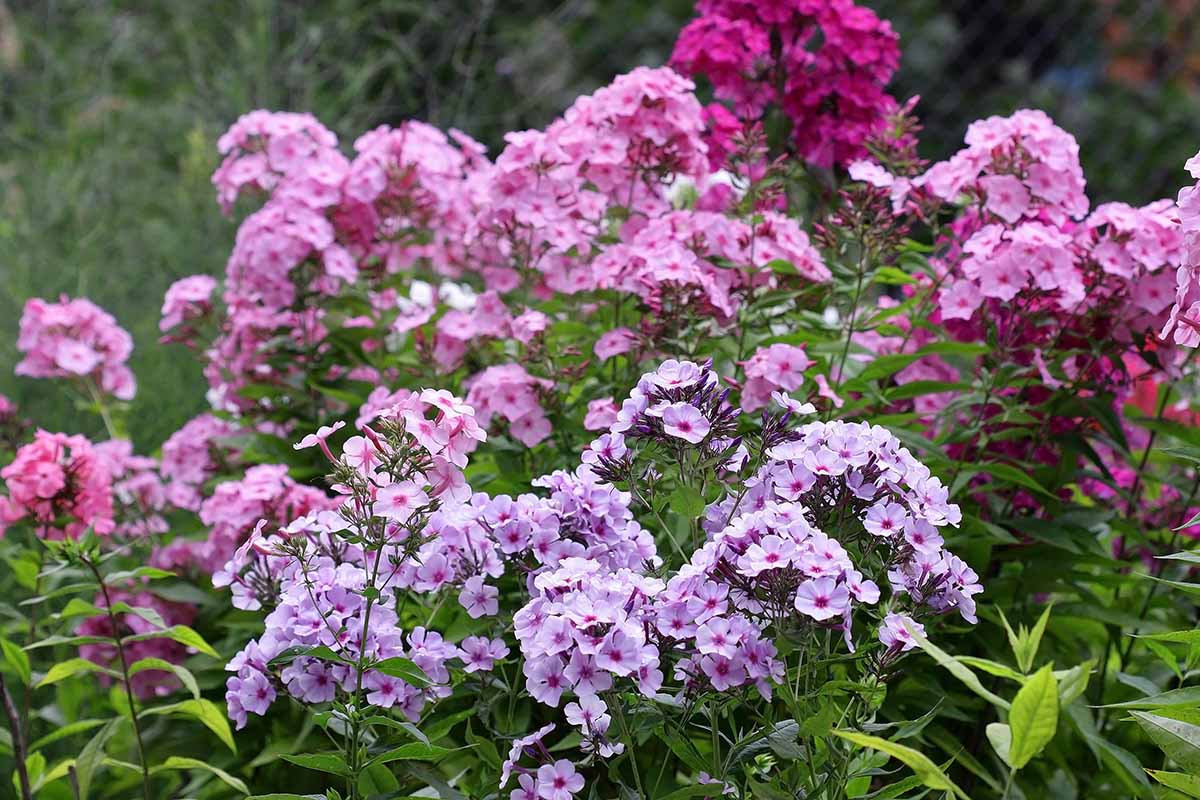 A horizontal image of colorful garden phlox growing in a flower border pictured on a soft focus background.