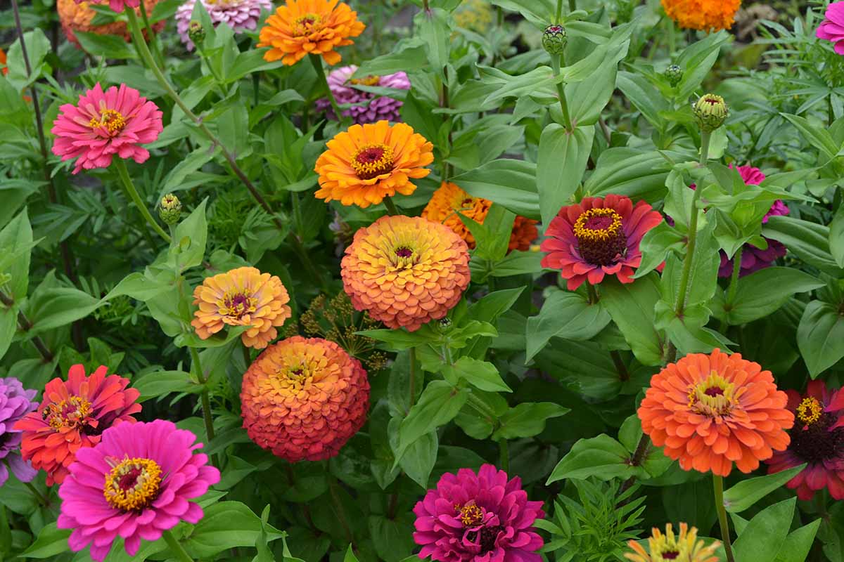 A close up horizontal image of colorful zinnias growing in the garden.