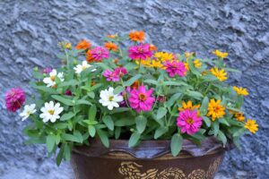 A close up horizontal image of colorful zinnias in a ceramic pot with a gray wall in the background.