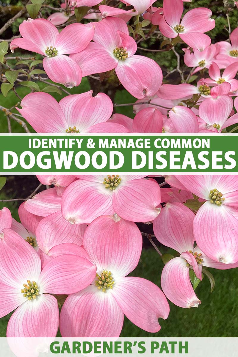 A close up vertical image of the pink and white blooms of a flowering dogwood tree growing in the garden. To the center and bottom of the frame is green and white printed text.