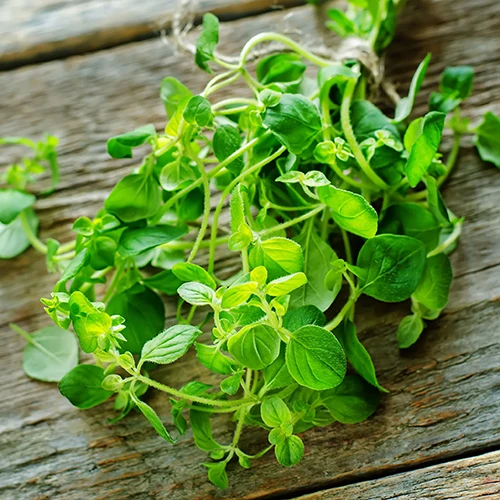 A close up square image of a freshly harvested bunch of oregano tied together with string set on a wooden surface.