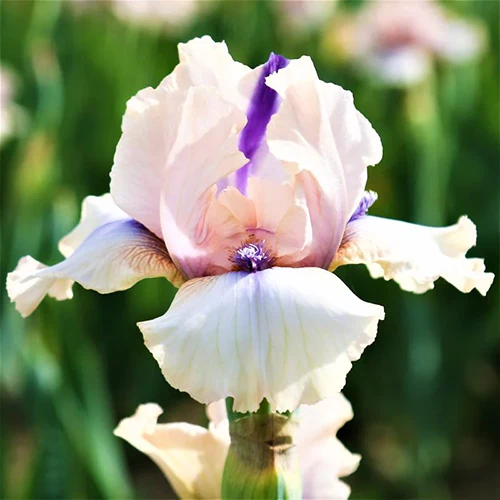 A square image of a single 'Concertina' bearded iris pictured on a soft focus background.