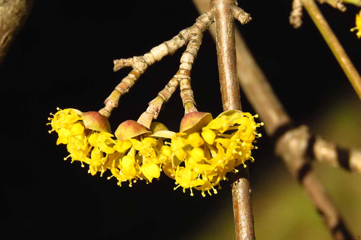 A close up horizontal image of the yellow flowers of a Cornus mas tree pictured in bright sunshine on a soft focus background.