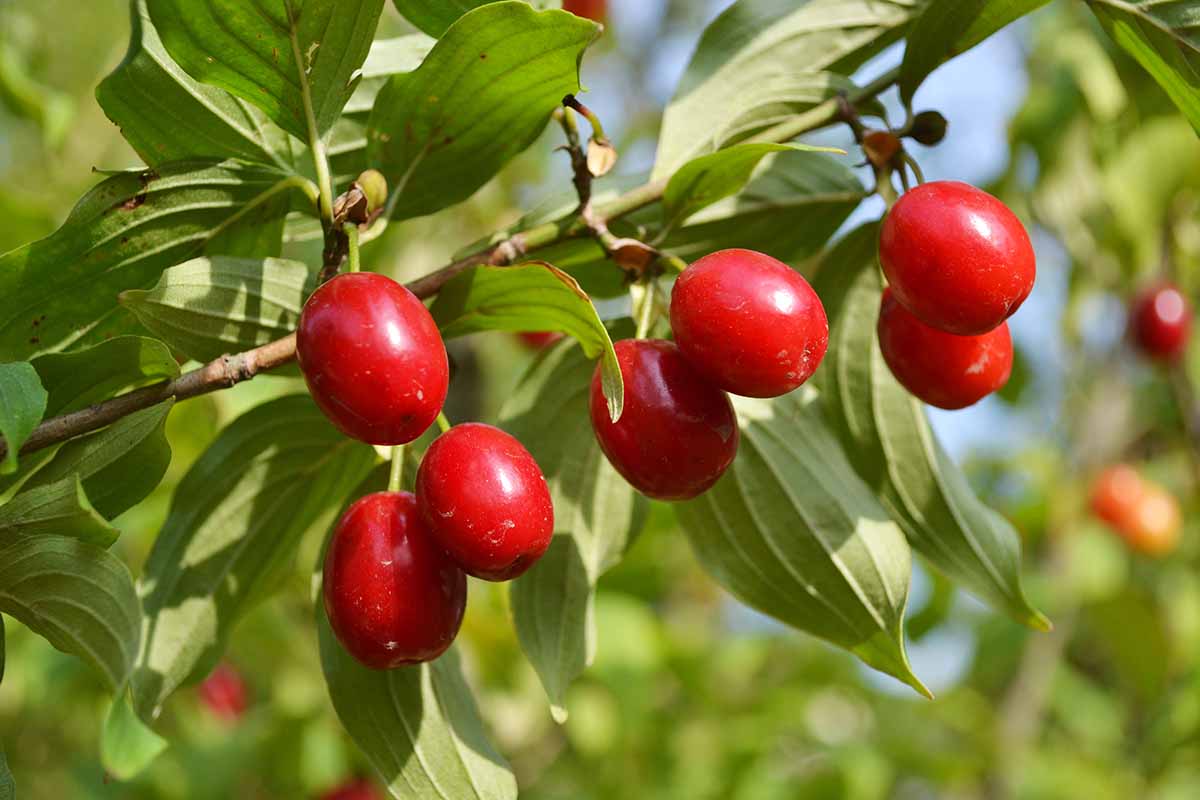 A close up horizontal image of the red berries of a Cornus mas dogwood tree pictured in bright sunshine on a soft focus background.