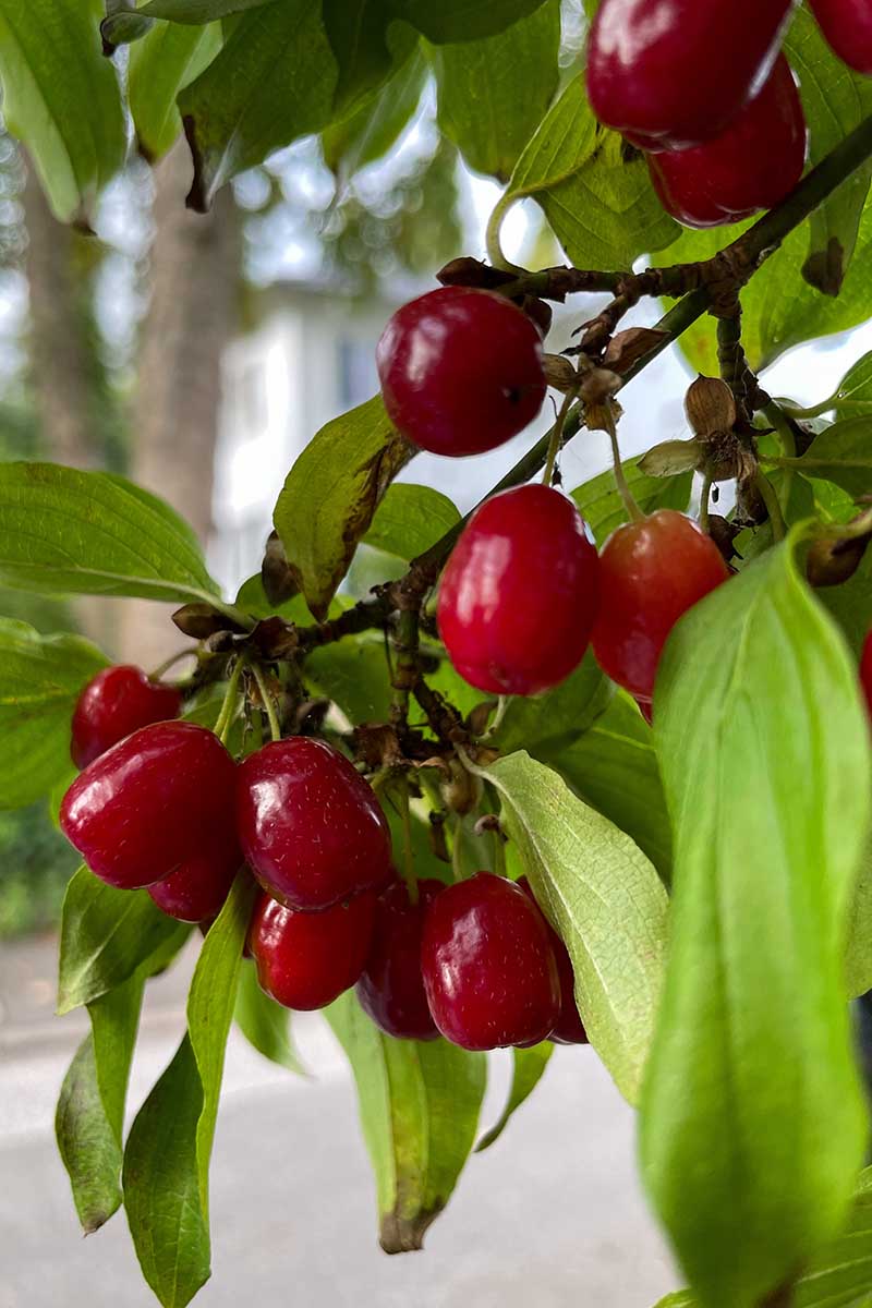 A close up vertical image of cornelian cherry fruits growing on the branch.