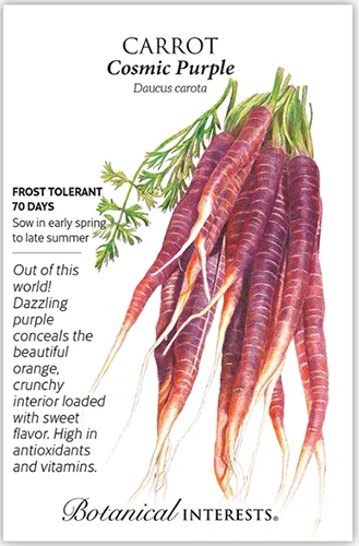 A close up of a packet of 'Cosmic Purple' carrot seeds with a hand-drawn illustration to the right of the frame and text to the left.