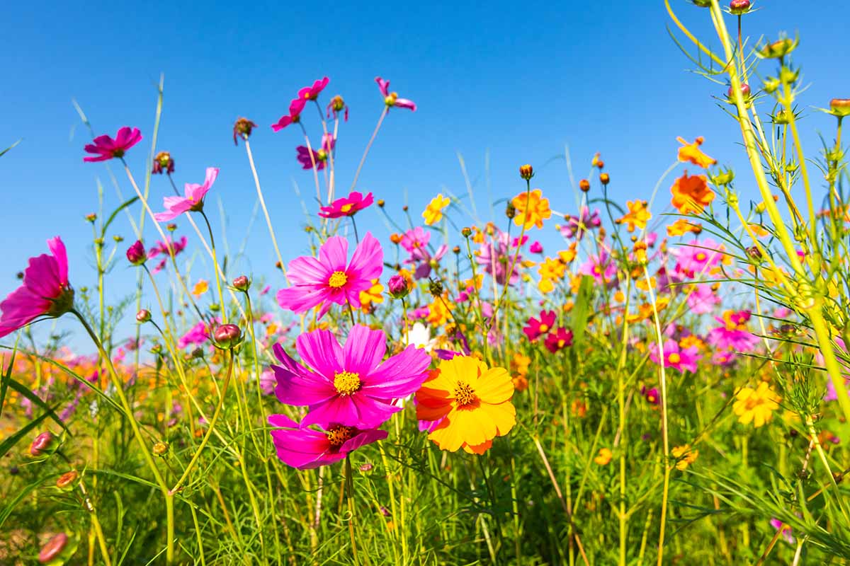 A horizontal image of cosmos flowers growing in a meadow pictured on a blue sky background.