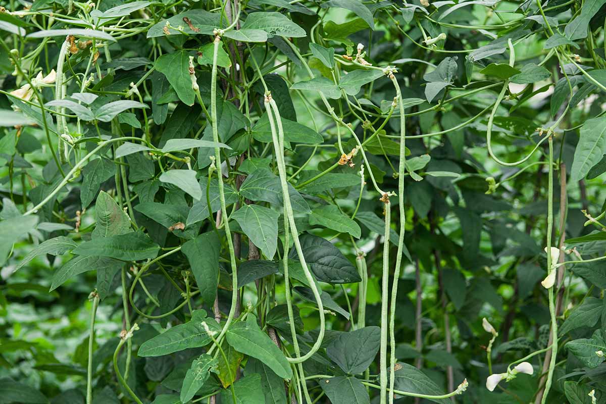 A close up horizontal image of cowpeas growing in the garden.