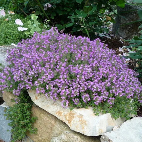 A close up square image of creeping thyme growing on a stone wall, covered with purple flowers.