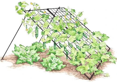 A close up of a hand-drawn illustration of a cucumber trellis.